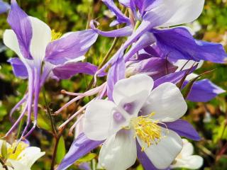 Aquilegia hybride 'Blue Star'