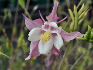 Aquilegia hybride 'Dragon Fly'