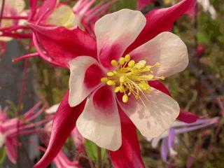 Aquilegia hybride 'Koralle'