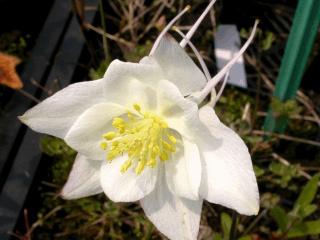 Aquilegia hybride 'Kristall'