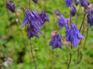 Aquilegia vulgaris