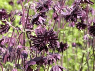 Aquilegia vulgaris 'Black Barlow'