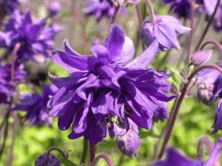 Aquilegia vulgaris 'Blue Barlow'