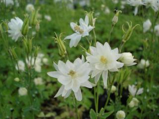 Aquilegia vulgaris 'Clementine White'