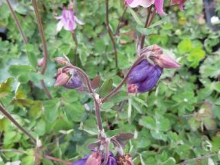 Aquilegia vulgaris 'Granmother's Garden'