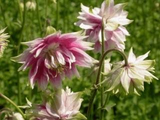 Aquilegia vulgaris 'Nora Barlow'