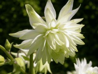 Aquilegia vulgaris 'White Barlow'