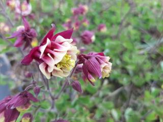 Aquilegia vulgaris 'Winky Double Red & White'