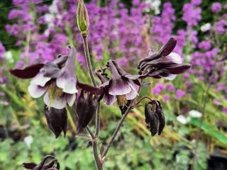 Aquilegia vulgaris 'William Guiness'