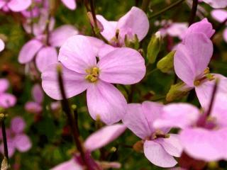 Arabis caucasica 'Pinkie'