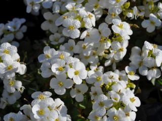 Arabis caucasica 'Snowcap'