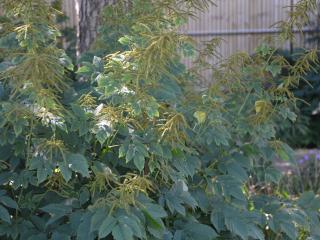 Aruncus dioicus