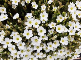 Arenaria montana