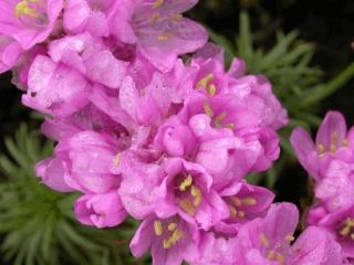 Armeria juniperfolia 'Bevan's Variety'