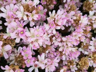 Armeria juniperifolia 'New Zealand Form'