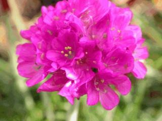 Armeria maritima 'Dusseldorfer Stolz'