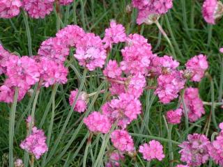 Armeria maritima 'Splendens'