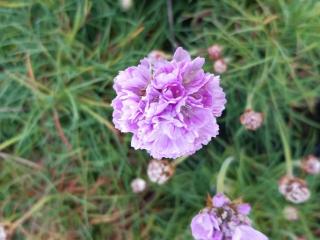 Armeria maritima 'Schöne von Felbach'