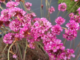 Armeria maritima 'Vesuv'