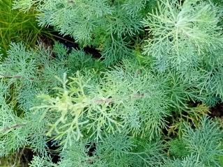 Artemisia abrotanum 'Coca Cola'