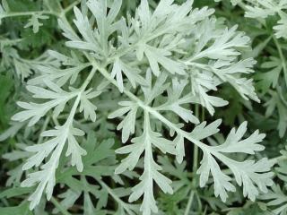 Artemisia absinthium 'Lambrook Silver'