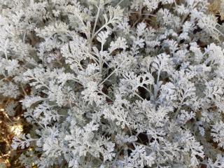 Artemisia arborescens 'Little Mice'