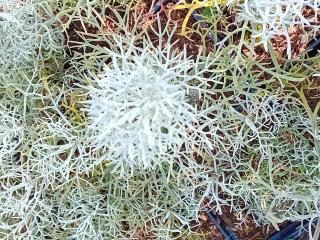 Artemisia hybride 'Canescens'