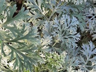 Artemisia hybride 'Powis Castle'
