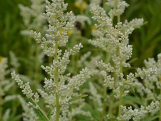 Artemisia lactiflora