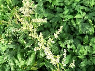 Artemisia lactiflora 'Elfenbein'