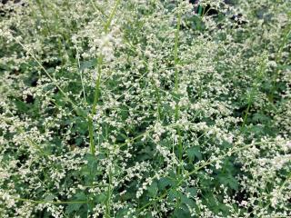 Artemisia lactiflora 'Weisse Dame'