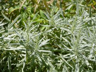 Artemisia ludoviciana 'Silver Queen'