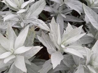 Artemisia luduviciana 'Valerie Finnis'