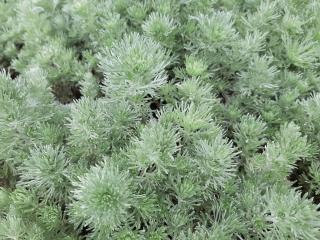 Artemisia schmidtiana 'Nana'
