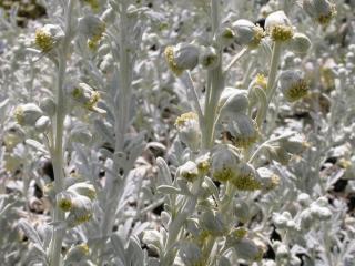 Artemisia stelleriana 'Boughton Silver'