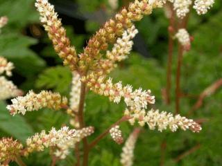 Aruncus aethusifolius