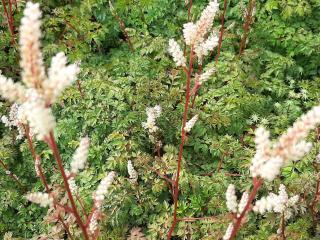 Aruncus aethusifolius 'Filigran'