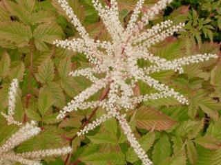 Aruncus dioicus