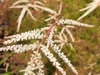 Aruncus dioicus 'Kneiffii'