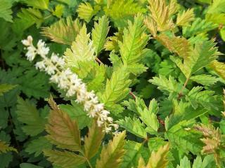 Aruncus hybride 'Misty Lace'