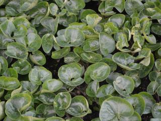 Asarum europaeum
