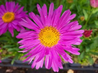 Aster alpinus 'Happy End'