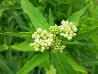 Asclepias incarnata 'Iceballet'