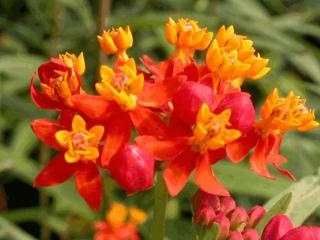 Asclepias tuberosa