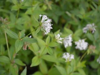 Asperula taurina