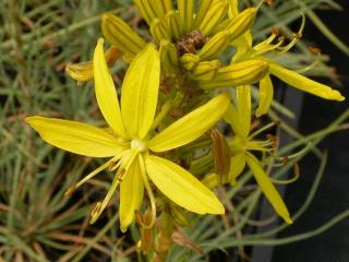 Asphodeline lutea