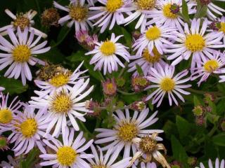 Aster ageratoïdes 'Asran'