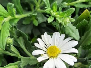 Aster ageratoïdes 'Ashvi'