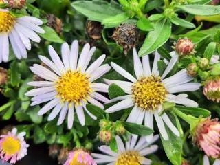 Aster ageratoïdes 'Asmöe'