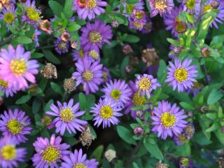 Aster ageratoïdes 'Ezo Murazaki'